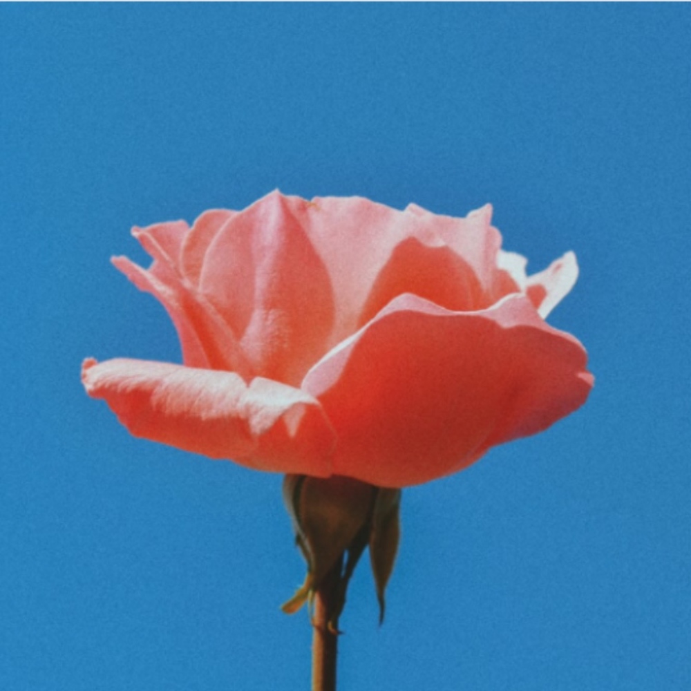 Meet your Posher, Ciera